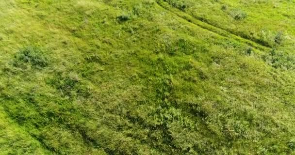Flygningen på stäppen gräs som vajar i vinden. Ryssland — Stockvideo