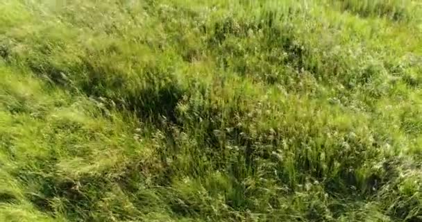 Lot na stepie trawy kołyszące się na wietrze. Rosja — Wideo stockowe