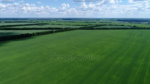 Montez sur drone au-dessus du champ de céréales vertes, Russie — Video