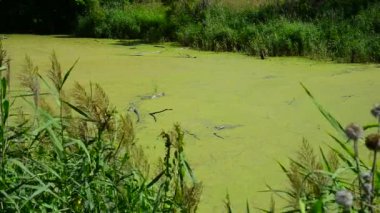 Duckweed ile kaplı ıslak Nehri