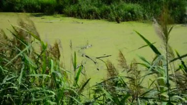 Duckweed ile kaplı ıslak Nehri
