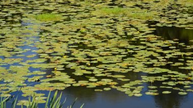 Nehir sarı nilüferler ile parçası