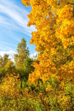 Turuncu yaprakları ile sonbahar akçaağaç