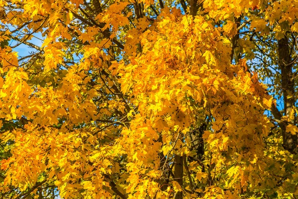 Acero autunnale con foglie d'arancio — Foto Stock