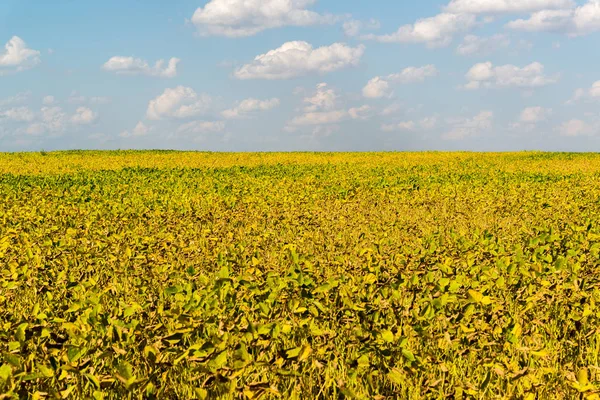 Campo di fagioli gialli nella giornata di sole — Foto Stock