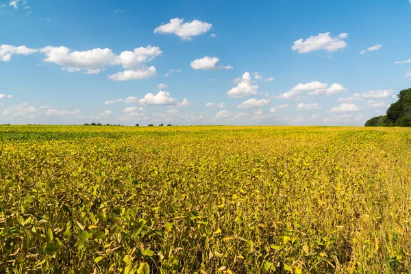 Growing beans in field farming — Stock Photo, Image