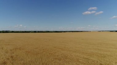 Quadrocopter sarı buğday alan Rusya boyunca üzerinde uçan