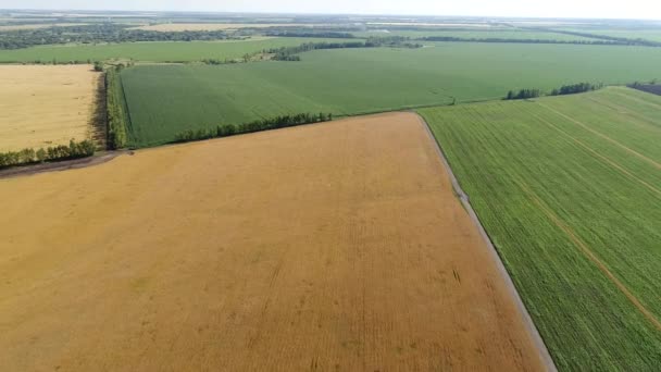 Voo sobre campos agrícolas verdes e amarelos na Rússia — Vídeo de Stock