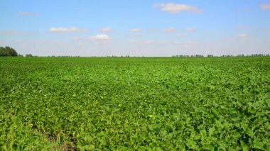 Güneşli bir gün sahada yeşil fasulye