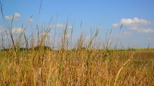 Steppe grass Dans la partie centrale de la Russie — Video