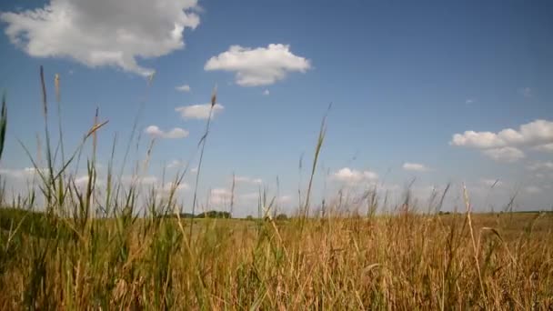 Steppe grass Dans la partie centrale de la Russie — Video