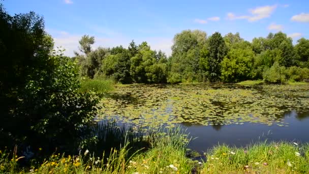 Prachtige rivier in de zomer in Rusland — Stockvideo