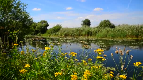 Rusya'da yaz aylarında güzel nehir — Stok video
