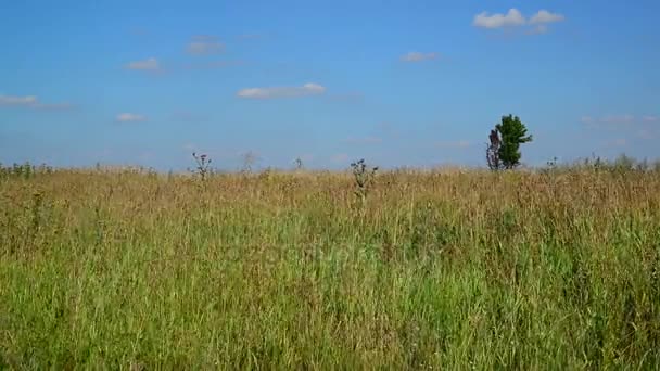 Gelbes Ross Ende August in Russland — Stockvideo