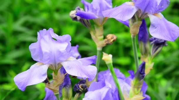 Schöne hellblaue Schwertlilien auf dem Blumenbeet — Stockvideo