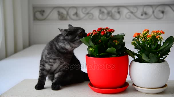 Сірий молодий кіт нюхає горщики з квітами — стокове відео