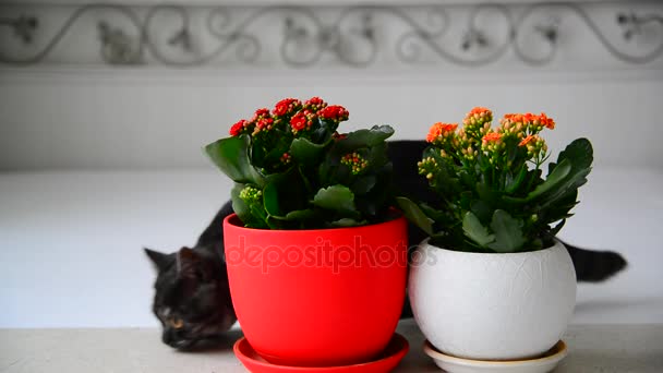 Grijze jonge kat loopt over ingemaakte bloemen — Stockvideo