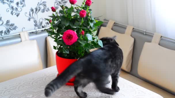 Gato joven gris camina sobre flores en maceta — Vídeos de Stock