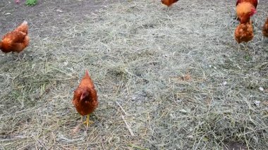 Gagalama kuru ot kırmızı safkan tavuk