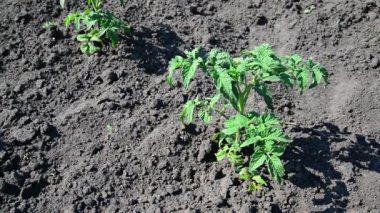 Filiz kara toprağı üzerinde genç domates