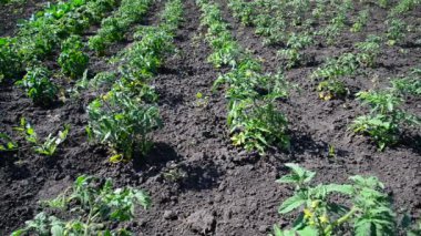 Filiz kara toprağı üzerinde genç domates