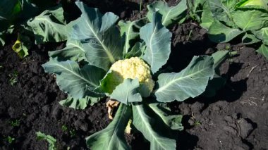 Siyah dünyadaki genç karnabahar