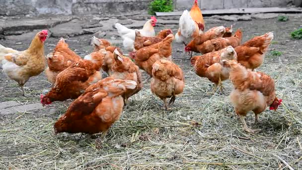 Poulets rouges pur-sang picorant de l'herbe sèche — Video