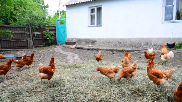 Red thoroughbred chickens in courtyard of rural house in Russia — Stock Video