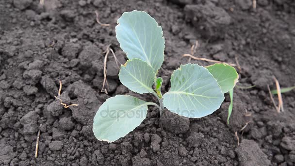 黑地球上的幼白菜芽 — 图库视频影像