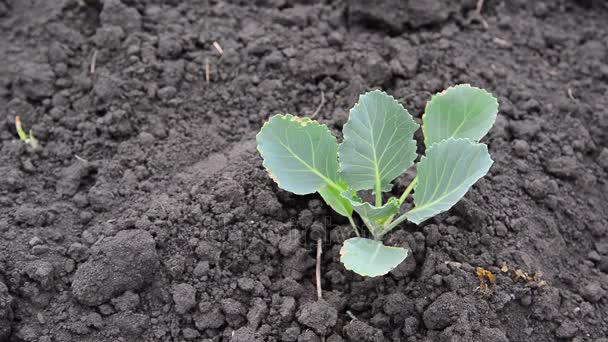 Sprout voor jonge kool op zwarte aarde — Stockvideo