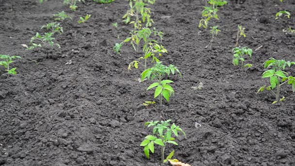 Broto de tomate jovem na terra negra — Vídeo de Stock