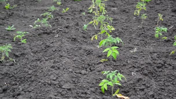 Broto de tomate jovem na terra negra — Vídeo de Stock