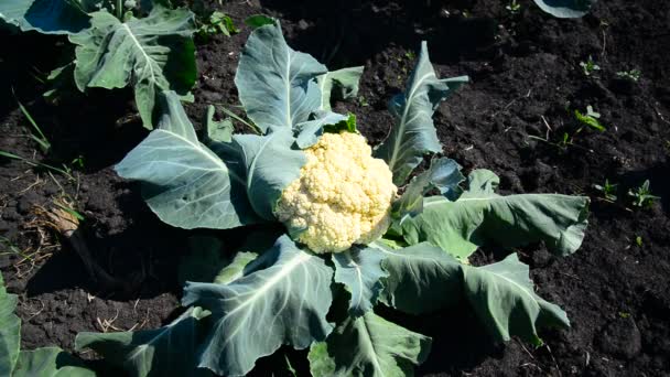 Junger Blumenkohl auf schwarzer Erde — Stockvideo