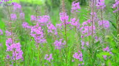 Çiçek çiçek açan Sally