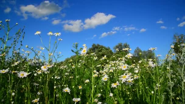 camomille sur prairie sauvage dans l'après-midi 