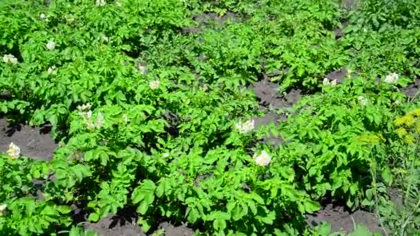 Field of flowering potatoes is swaying in wind — Stock Video