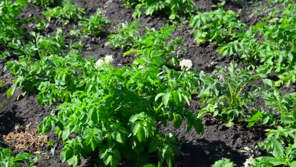 Champ de pommes de terre en fleurs se balancent dans le vent — Video