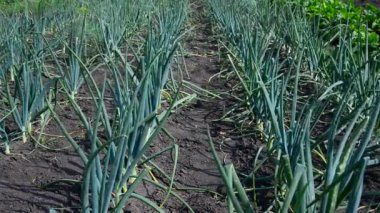 yeşil soğan yatağa büyür