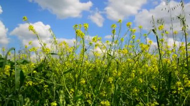Sarı Barbarea vulgaris Rüzgar güzel gökyüzü karşı çiçekli