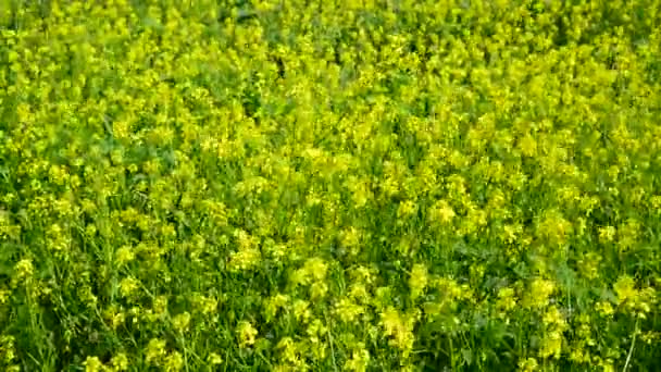 Blühende gelbe Barbarea vulgaris im Wind — Stockvideo