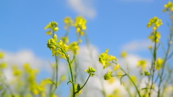 Flor Amarillo Barbarroja vulgaris en el viento contra el cielo hermoso — Vídeo de stock