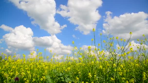 Ανθοφορίας κίτρινο Barbarea vulgaris ανέμου ενάντια όμορφο ουρανό — Αρχείο Βίντεο