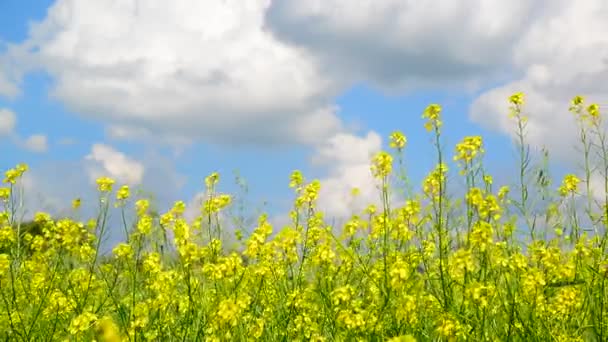 Fioritura Giallo Barbarea vulgaris in vento contro il bel cielo — Video Stock