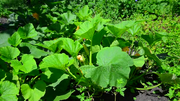 Jonge pompoen plant in de tuin — Stockvideo