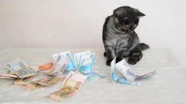 Rus para ile oynamak gri İngiliz yavru kedi