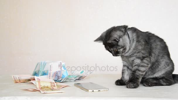 Gatito británico gris jugando con teléfono inteligente y dinero ruso — Vídeos de Stock