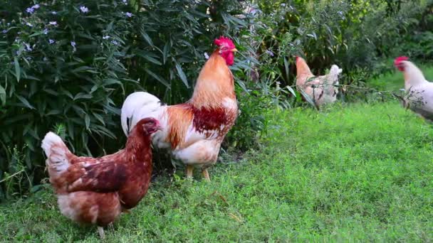 Gallo con gallinas de pie sobre hierba — Vídeos de Stock