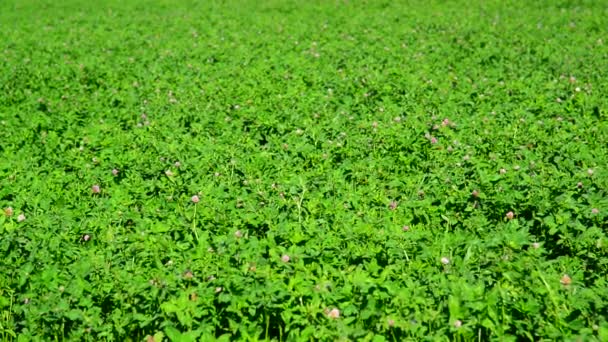 Field of green flowering clover — Stock Video