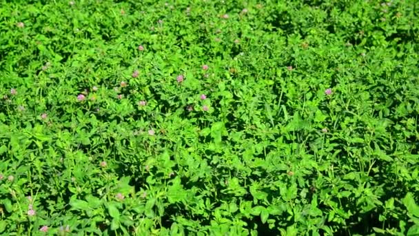 Campo di trifoglio verde fiorito — Video Stock