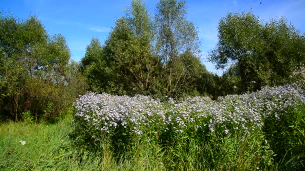 Blå blommor vid kanten av skogen — Stockvideo